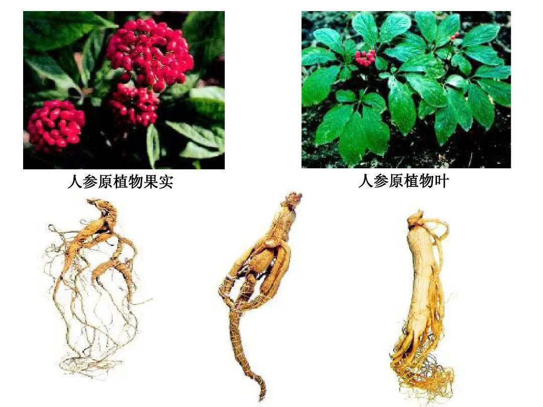 化妝品企業(yè)該如何打響“中草藥化妝品”這一民族標簽？