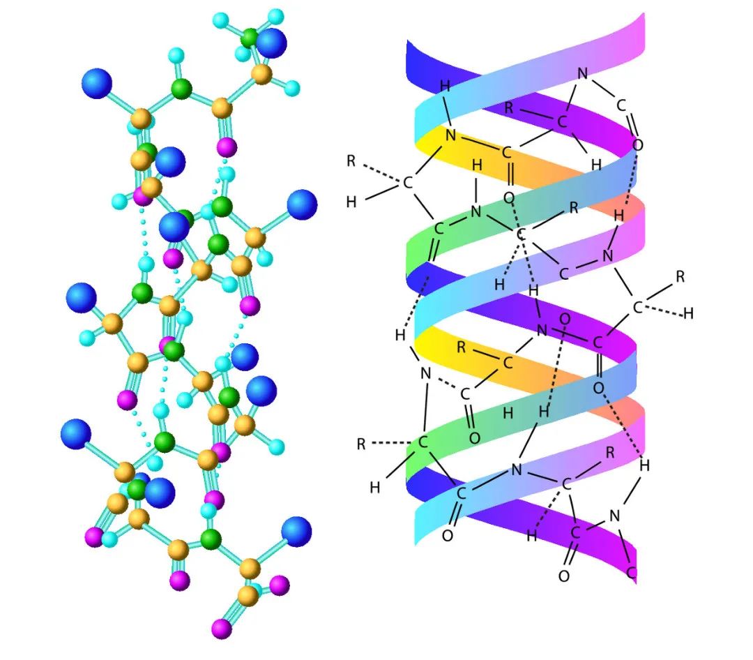 膠原蛋白是什么？膠原蛋白的功效與作用有哪些？
